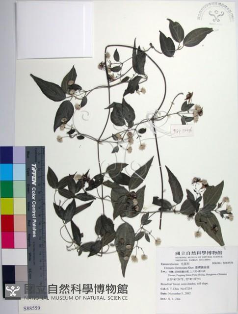 臺灣鐵線蓮藏品圖，第1張