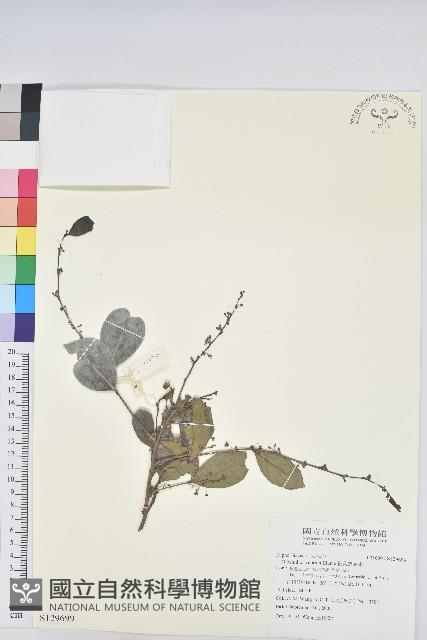 細葉饅頭果藏品圖，第1張