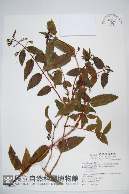 阿里山忍冬、漸尖葉忍冬藏品圖，第1張