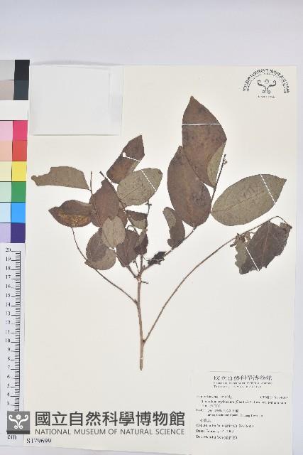 赤血仔藏品圖，第1張