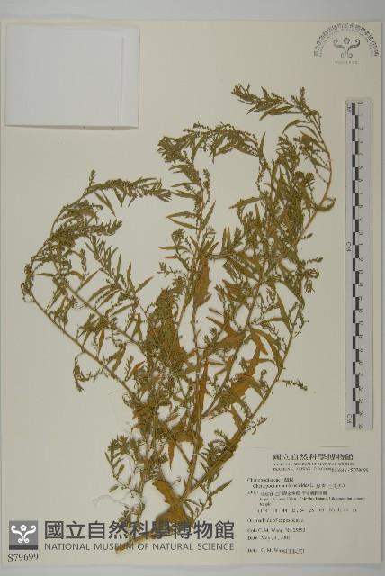 臭杏、土荊芥藏品圖，第1張