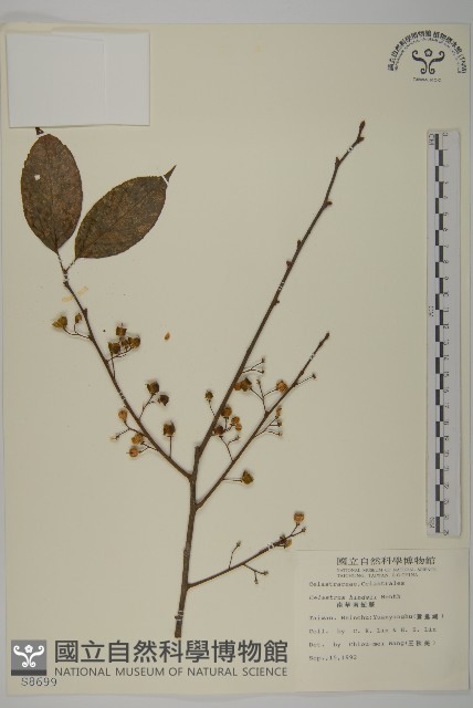 南華南蛇藤，青江藤藏品圖，第1張