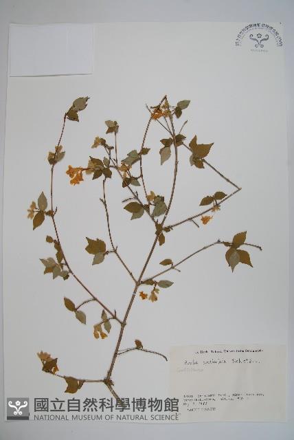 登錄號:S058699藏品圖，第1張