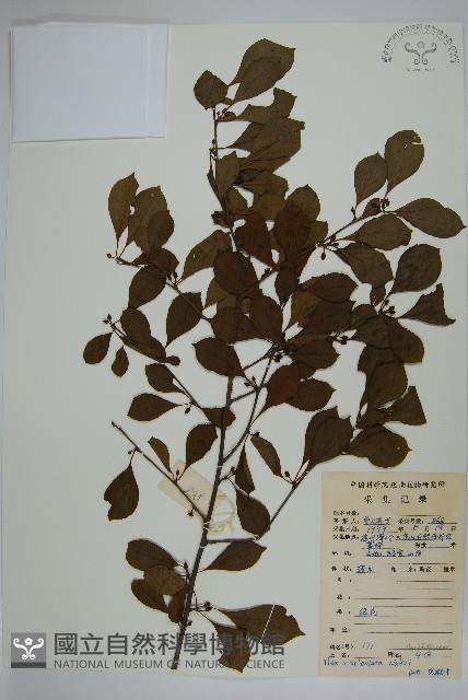 鼠李冬青、滿樹星藏品圖，第1張