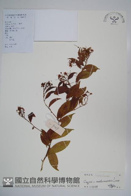 廣州山柑藏品圖，第1張