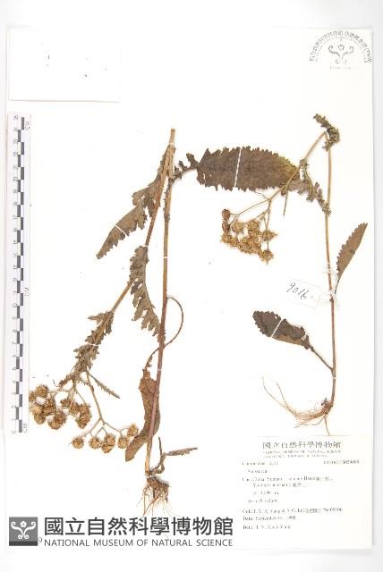 登錄號:S059099藏品圖，第1張