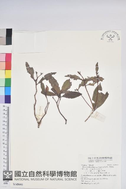 西施花、青紫木藏品圖，第1張