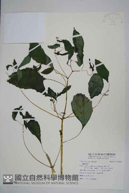 登錄號:S108099藏品圖，第1張