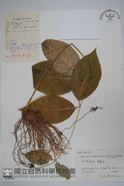 蔓剪草藏品圖，第1張