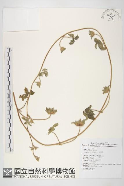 九爪藤藏品圖，第1張