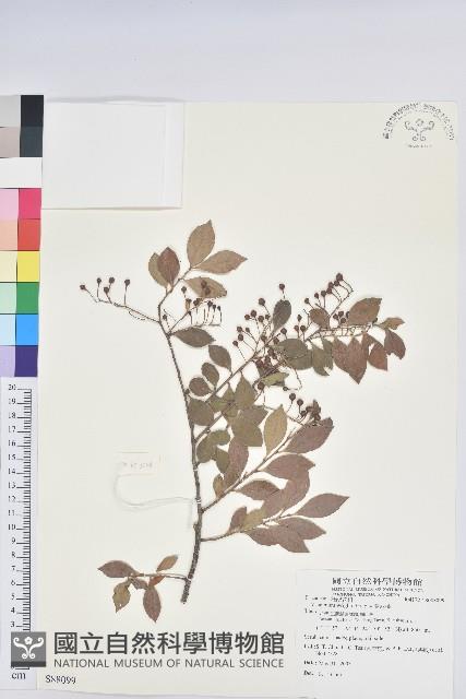 大葉越橘、來特氏越橘藏品圖，第1張