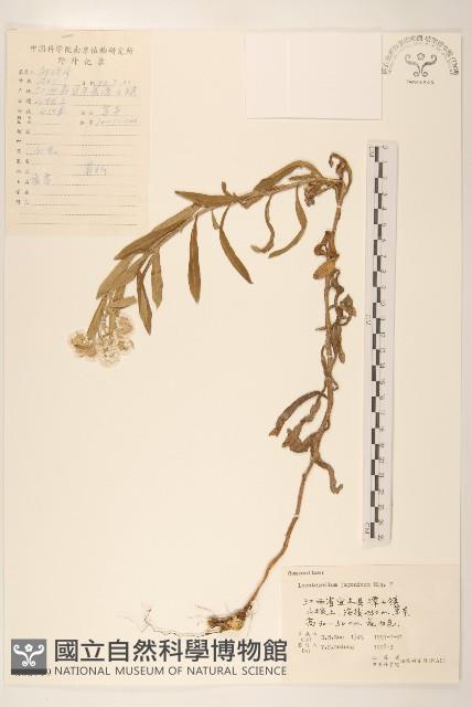 薄雪火絨草藏品圖，第1張