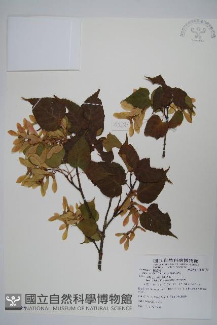 大屯尖葉槭, 川上氏槭藏品圖，第1張