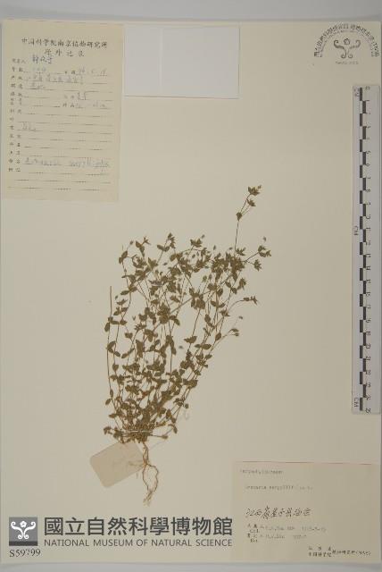 無心菜、鵝不食草藏品圖，第1張