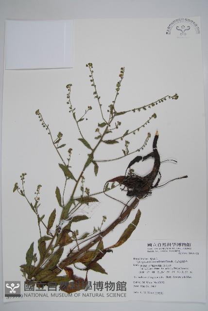 小花倒提壺藏品圖，第1張