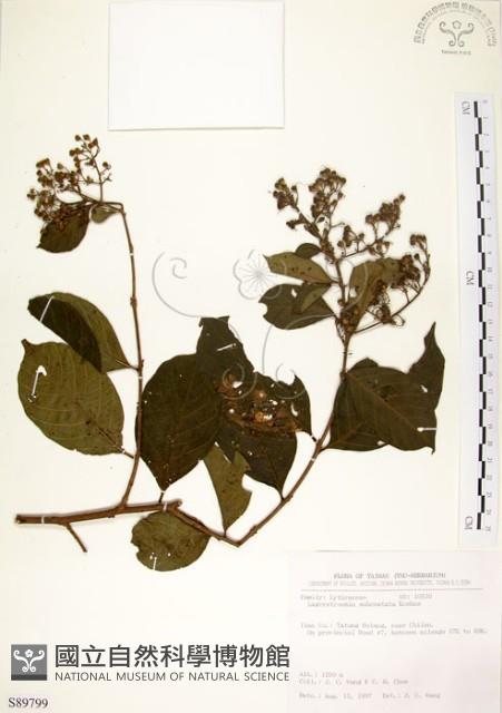 九芎藏品圖，第1張