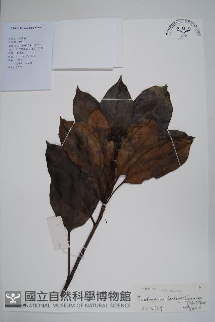 臺灣樹參藏品圖，第1張