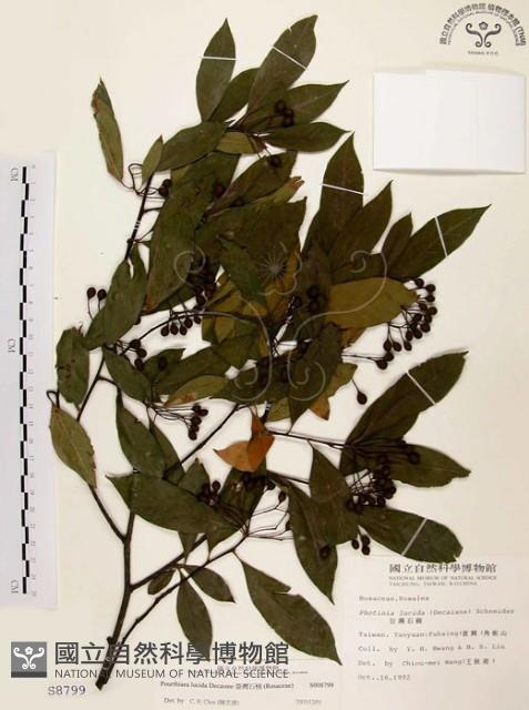 臺灣石楠藏品圖，第1張