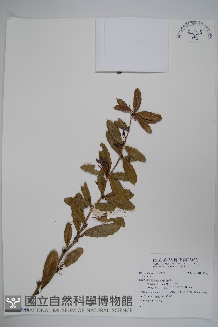 登錄號:S118799藏品圖，第1張