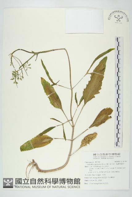 倒吊蓮、匙葉燈籠草藏品圖，第1張