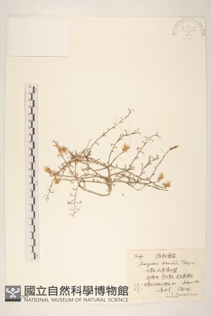 极叉枝鴨蔥藏品圖，第1張