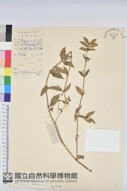 乳仔草藏品圖，第1張