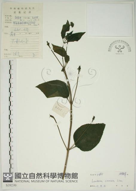 馬櫻丹藏品圖，第1張