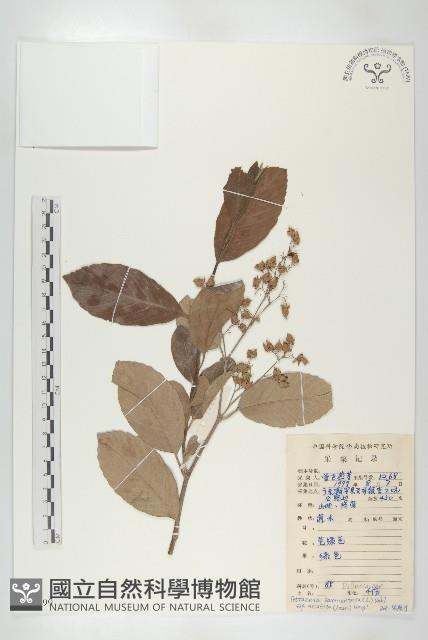 登錄號:S079299藏品圖，第1張