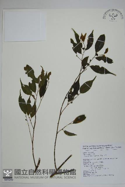 阿里山冬青藏品圖，第1張