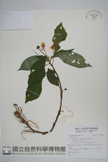 登錄號:S128299藏品圖，第1張