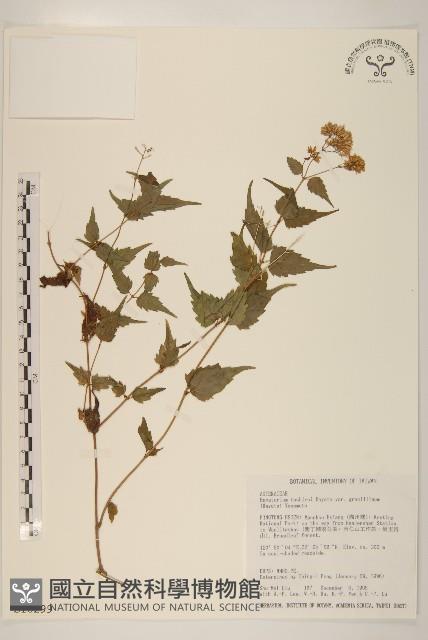 木澤蘭藏品圖，第1張