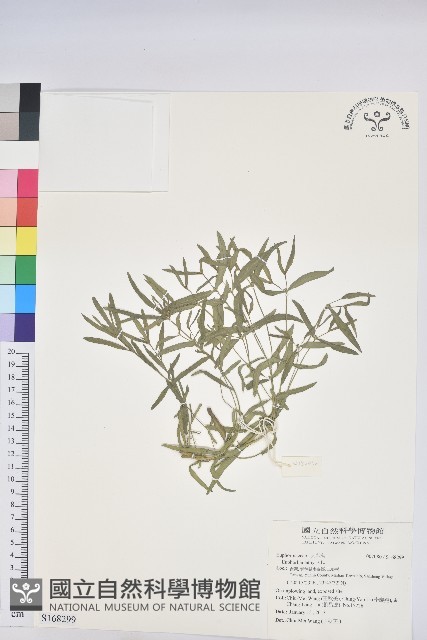 登錄號:S168299藏品圖，第1張