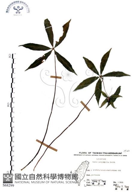 七葉一枝花藏品圖，第1張