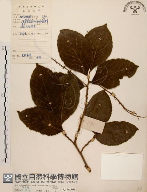 天料木藏品圖，第1張