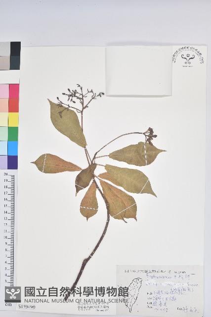 琴葉櫻藏品圖，第1張