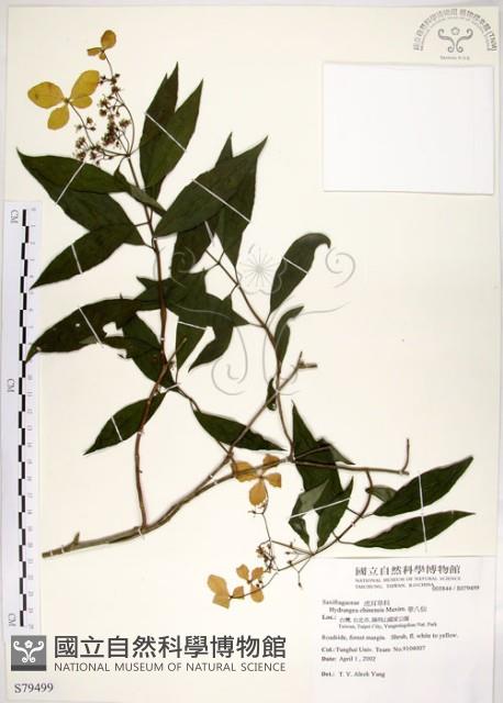 Chinese Hydrangea Collection Image