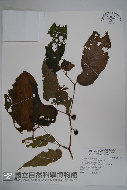 圓果秋海棠藏品圖，第1張