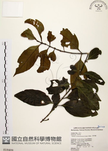 茜草樹藏品圖，第1張
