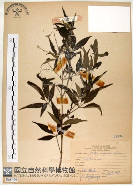 黃荊藏品圖，第1張