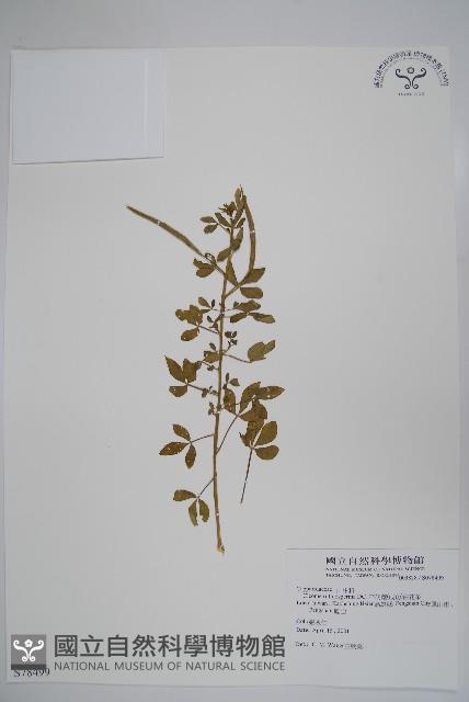 平伏莖白花菜、成功白花菜藏品圖，第1張