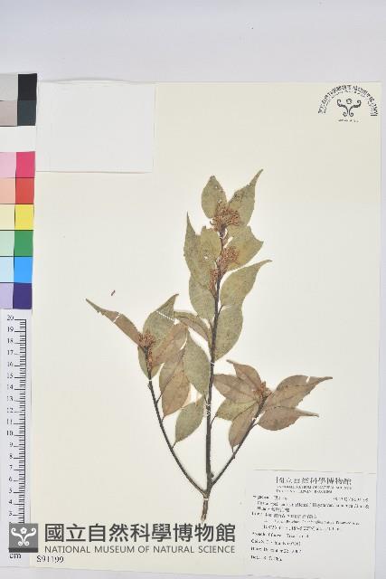 海南白椎藏品圖，第1張