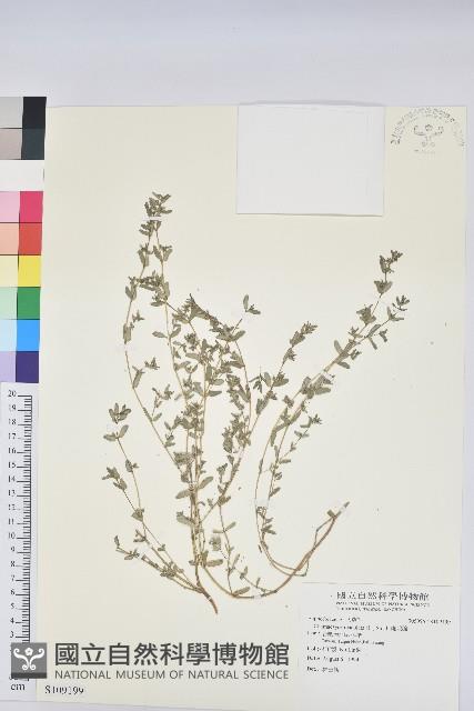 斑地錦藏品圖，第1張