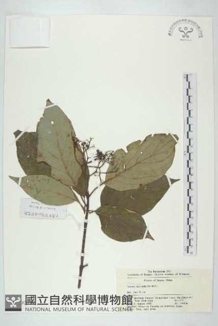 細梗苔草藏品圖，第1張