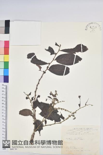 菲律賓饅頭果藏品圖，第1張