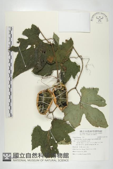 槭葉括摟藏品圖，第1張