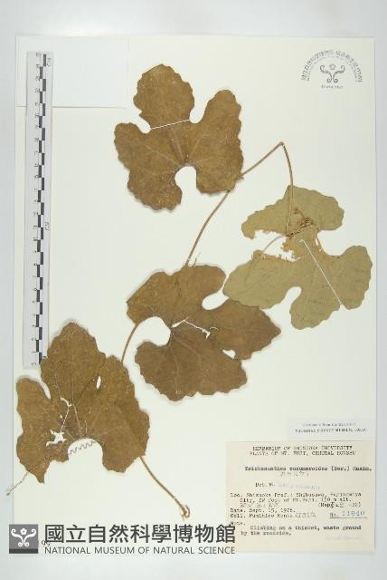 Accession Number:S049199 Collection Image, Figure 1, Total 2 Figures