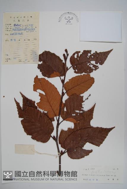 華南樺藏品圖，第1張