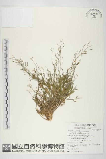 玉山筷子芥藏品圖，第1張