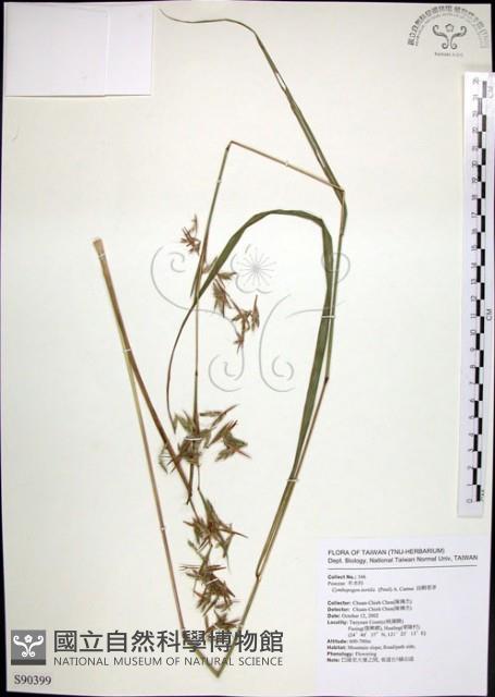 扭鞘香茅藏品圖，第1張