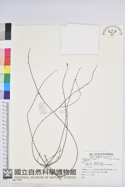 登錄號:S081399藏品圖，第1張